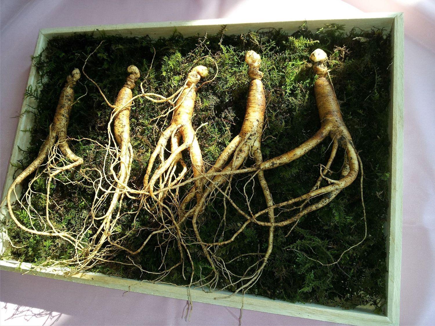 Aufnahme von Ginseng-Wurzeln, die laut der traditionell chinesischen Medizin das Gehör verbessern sollen.