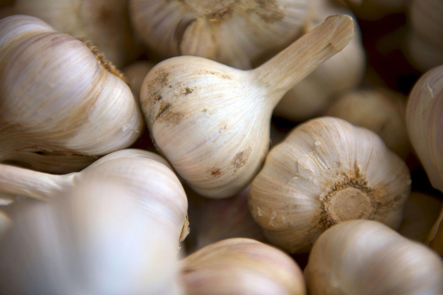 Viele Knoblauchknollen, ein beliebtes Hausmittel für besseres Hören